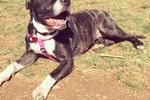 Pink dog harness